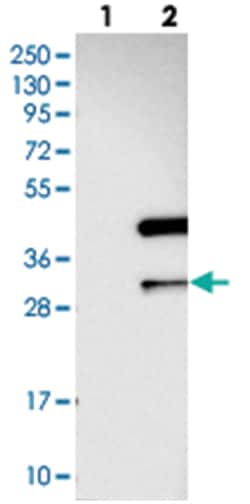 ANKRD23, Rabbit, Polyclonal Antibody, Abnova 100 &mu;L | Buy Online | Abnova Corporation | Fisher Scientific
