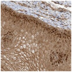 NAF1, Rabbit, Polyclonal Antibody, Abnova 100&mu;L; Unlabeled:Antibodies,