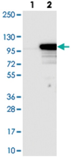 EXOC6, Rabbit, Polyclonal Antibody, Abnova 100&mu;L; Unlabeled:Antibodies,