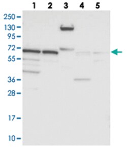 GNL3L Rabbit anti-Human, Mouse, Rat, Polyclonal Antibody, Abnova 100&mu;L;