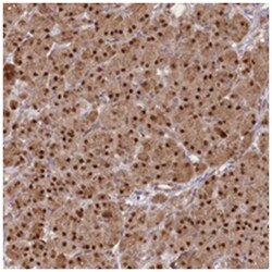 GNL3L Rabbit anti-Human, Mouse, Rat, Polyclonal Antibody, Abnova 100&mu;L;