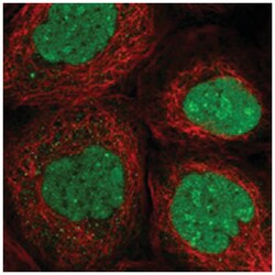 GNL3L Rabbit anti-Human, Mouse, Rat, Polyclonal Antibody, Abnova 100&mu;L;