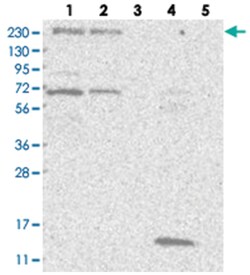 KIAA1244, Rabbit, Polyclonal Antibody, Abnova 100&mu;L; Unlabeled:Antibodies,