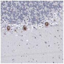 FAM207A, Rabbit, Polyclonal Antibody, Abnova 100μL; Unlabeled:Antibodies,