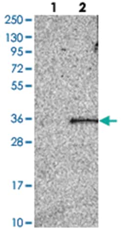 FAM207A, Rabbit, Polyclonal Antibody, Abnova 100μL; Unlabeled:Antibodies,