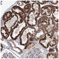 DMGDH Rabbit anti-Human, Polyclonal Antibody, Abnova 100&mu;L; Unlabeled:Antibodies,