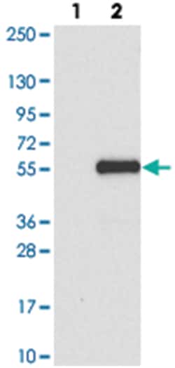 FAM53A, Rabbit, Polyclonal Antibody, Abnova 100 &mu;L | Buy Online | Abnova Corporation | Fisher Scientific