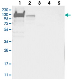 YTHDC1, Rabbit, Polyclonal Antibody, Abnova 100&mu;L; Unlabeled:Antibodies,