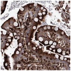 DCUN1D4 Rabbit anti-Human, Polyclonal Antibody, Abnova 100 &mu;L | Buy Online | Abnova Corporation | Fisher Scientific