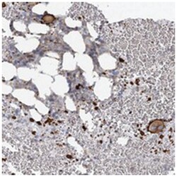 CUEDC2 Rabbit anti-Human, Polyclonal Antibody, Abnova 100 &mu;L | Buy Online | Abnova Corporation | Fisher Scientific