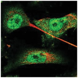 CUEDC2 Rabbit anti-Human, Polyclonal Antibody, Abnova 100 &mu;L | Buy Online | Abnova Corporation | Fisher Scientific