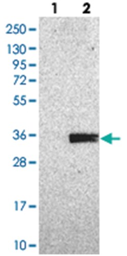 CUEDC2 Rabbit anti-Human, Polyclonal Antibody, Abnova 100 &mu;L | Buy Online | Abnova Corporation | Fisher Scientific