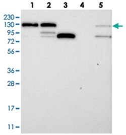 DDX46, Rabbit, Polyclonal Antibody, Abnova 100&mu;L; Unlabeled:Antibodies,