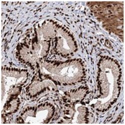 MATR3 Rabbit anti-Human, Polyclonal Antibody, Abnova 100 &mu;L | Buy Online | Abnova Corporation | Fisher Scientific