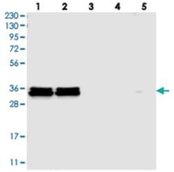 HNRNPA0, Rabbit, Polyclonal Antibody, Abnova 100&mu;L; Unlabeled:Antibodies,