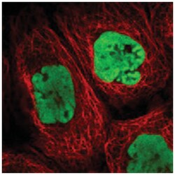 HNRNPA0, Rabbit, Polyclonal Antibody, Abnova 100&mu;L; Unlabeled:Antibodies,