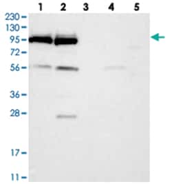 DDX21, Rabbit, Polyclonal Antibody, Abnova 100&mu;L; Unlabeled:Antibodies,