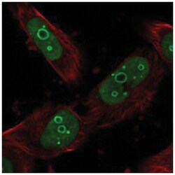 DDX21, Rabbit, Polyclonal Antibody, Abnova 100&mu;L; Unlabeled:Antibodies,