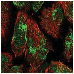 LIN28B Rabbit anti-Human, Polyclonal Antibody, Abnova 100 &mu;L | Buy Online | Abnova Corporation | Fisher Scientific