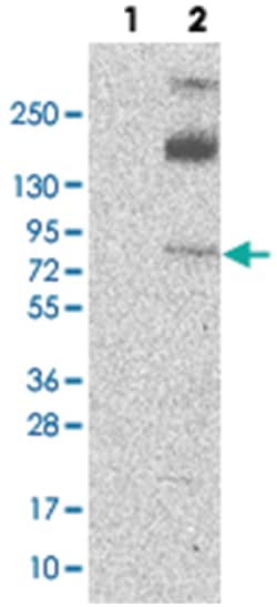 SLC9A3 Rabbit anti-Human, Polyclonal Antibody, Abnova 100 &mu;L | Buy Online | Abnova Corporation | Fisher Scientific