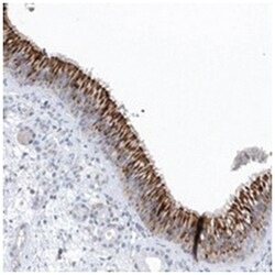 SPATA18, Rabbit, Polyclonal Antibody, Abnova 100&mu;L; Unlabeled:Antibodies,