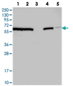 CWF19L1 Rabbit anti-Human, Mouse, Rat, Polyclonal Antibody, Abnova 100 &mu;L | Buy Online | Abnova Corporation | Fisher Scientific