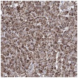 CWF19L1 Rabbit anti-Human, Mouse, Rat, Polyclonal Antibody, Abnova 100 &mu;L | Buy Online | Abnova Corporation | Fisher Scientific
