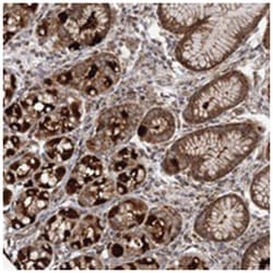 DNAJC13 Rabbit anti-Human, Polyclonal Antibody, Abnova 100&mu;L; Unlabeled:Antibodies,