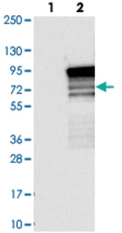 TBC1D14, Rabbit, Polyclonal Antibody, Abnova 100 &mu;L | Buy Online | Abnova Corporation | Fisher Scientific