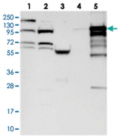 BANK1, Rabbit, Polyclonal Antibody, Abnova 100&mu;L; Unlabeled:Antibodies,