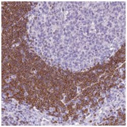 BANK1, Rabbit, Polyclonal Antibody, Abnova 100&mu;L; Unlabeled:Antibodies,