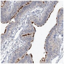 DNAH5 Rabbit anti-Human, Polyclonal Antibody, Abnova 100&mu;L; Unlabeled:Antibodies,