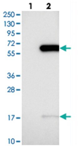 RANBP3L, Rabbit, Polyclonal Antibody, Abnova 100 &mu;L | Buy Online | Abnova Corporation | Fisher Scientific