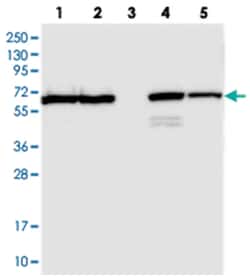TMCO6 Rabbit anti-Human, Polyclonal Antibody, Abnova 100 &mu;L | Buy Online | Abnova Corporation | Fisher Scientific