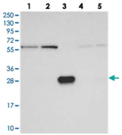 KIAA1128 Rabbit anti-Human, Mouse, Rat, Polyclonal Antibody, Abnova 100&mu;L;