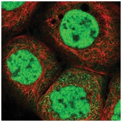 POLR2B, Rabbit, Polyclonal Antibody, Abnova 100 &mu;L | Buy Online | Abnova Corporation | Fisher Scientific