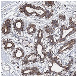SPAG16, Rabbit, Polyclonal Antibody, Abnova 100 &mu;L | Buy Online | Abnova Corporation | Fisher Scientific