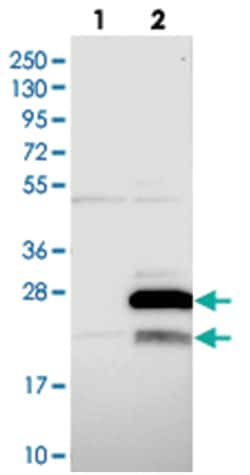 MRPL47 Rabbit anti-Human, Polyclonal Antibody, Abnova 100&mu;L; Unlabeled:Antibodies,