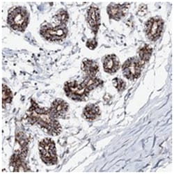C10orf33, Rabbit, Polyclonal Antibody, Abnova 100 &mu;L | Buy Online | Abnova Corporation | Fisher Scientific