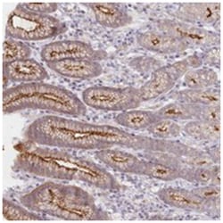 ABHD8 Rabbit anti-Human, Polyclonal Antibody, Abnova 100 &mu;L | Buy Online | Abnova Corporation | Fisher Scientific