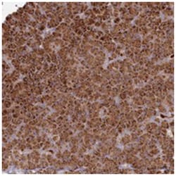 BPIFC, Rabbit, Polyclonal Antibody, Abnova 100 &mu;L | Buy Online | Abnova Corporation | Fisher Scientific