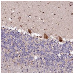 LSG1, Rabbit, Polyclonal Antibody, Abnova 100 &mu;L | Buy Online | Abnova Corporation | Fisher Scientific