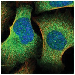 LSG1, Rabbit, Polyclonal Antibody, Abnova 100 &mu;L | Buy Online | Abnova Corporation | Fisher Scientific