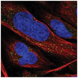 RAB11FIP2, Rabbit, Polyclonal Antibody, Abnova 100&mu;L; Unlabeled:Antibodies,