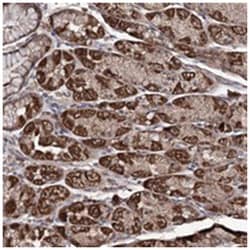 FAM53B, Rabbit, Polyclonal Antibody, Abnova 100 &mu;L | Buy Online | Abnova Corporation | Fisher Scientific