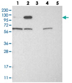 IGSF9, Rabbit, Polyclonal Antibody, Abnova 100&mu;L; Unlabeled:Antibodies,