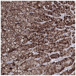 IGSF9, Rabbit, Polyclonal Antibody, Abnova 100&mu;L; Unlabeled:Antibodies,