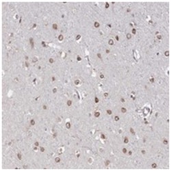 NUP155 Rabbit anti-Human, Polyclonal Antibody, Abnova 100&mu;L; Unlabeled:Antibodies,