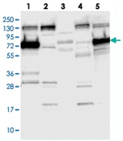 SYTL1, Rabbit, Polyclonal Antibody, Abnova 100 &mu;L | Buy Online | Abnova | Fisher Scientific