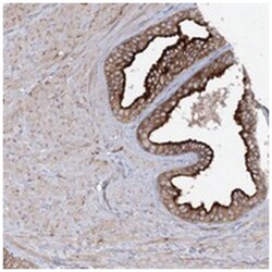 SYTL1, Rabbit, Polyclonal Antibody, Abnova 100 &mu;L | Buy Online | Abnova | Fisher Scientific